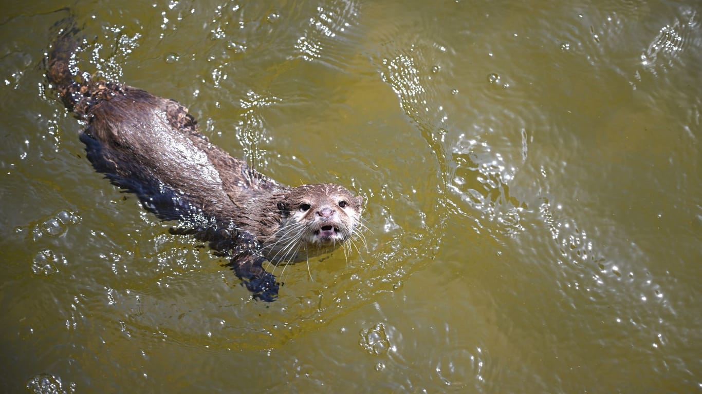 Ein Zwergotter schwimmt in einem Gehege im Tierpark (Archivbild): Für die Tiere gibt es Beschäftigungsprogramme.