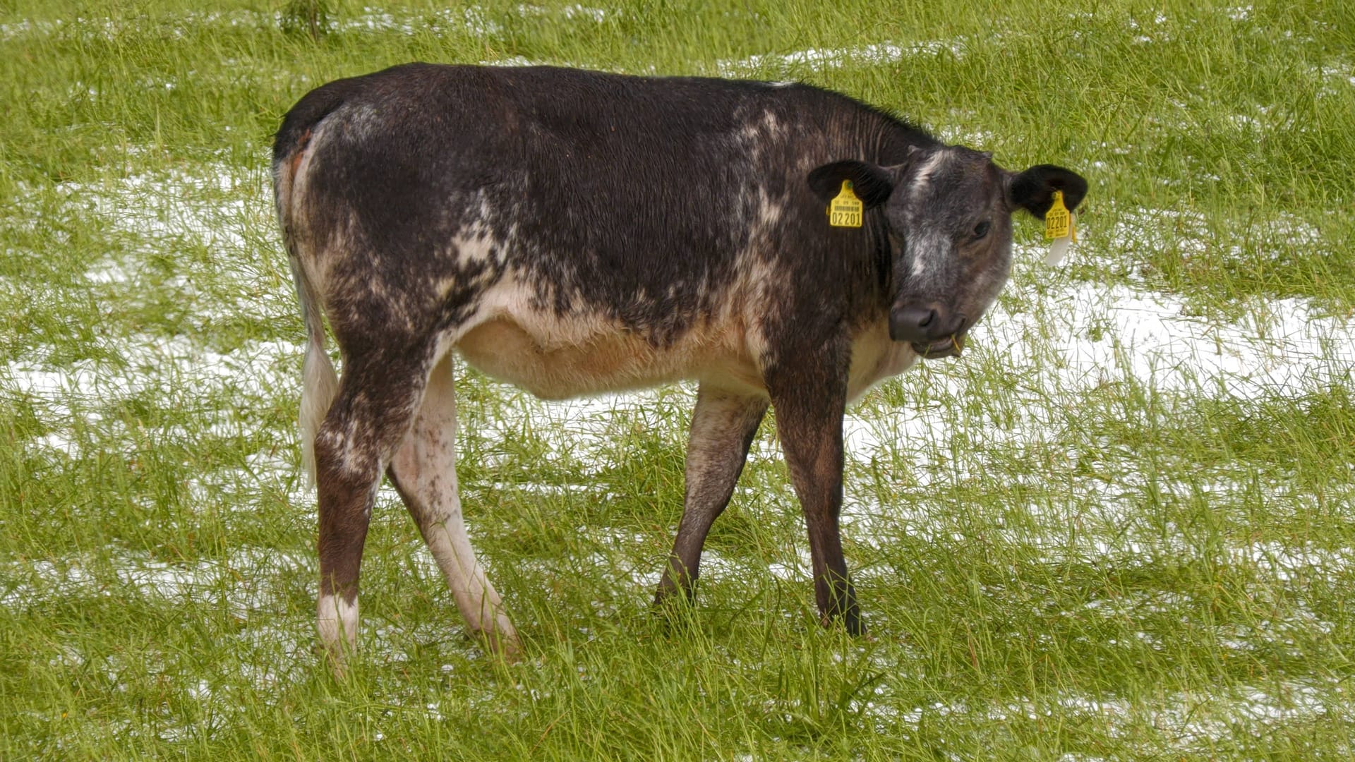 In Ried am Forggensee steht eine Kuh auf der Weide, die vom Wetter nicht begeistert war.