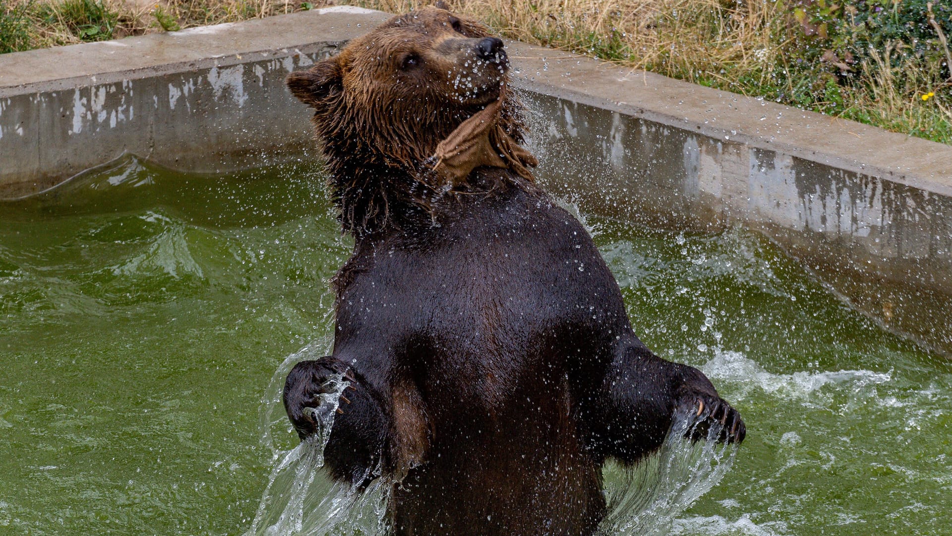 Bär Benno im Wildpark Gangelt (Archivbild): Der Wildpark hat eine lange Bärentradition.