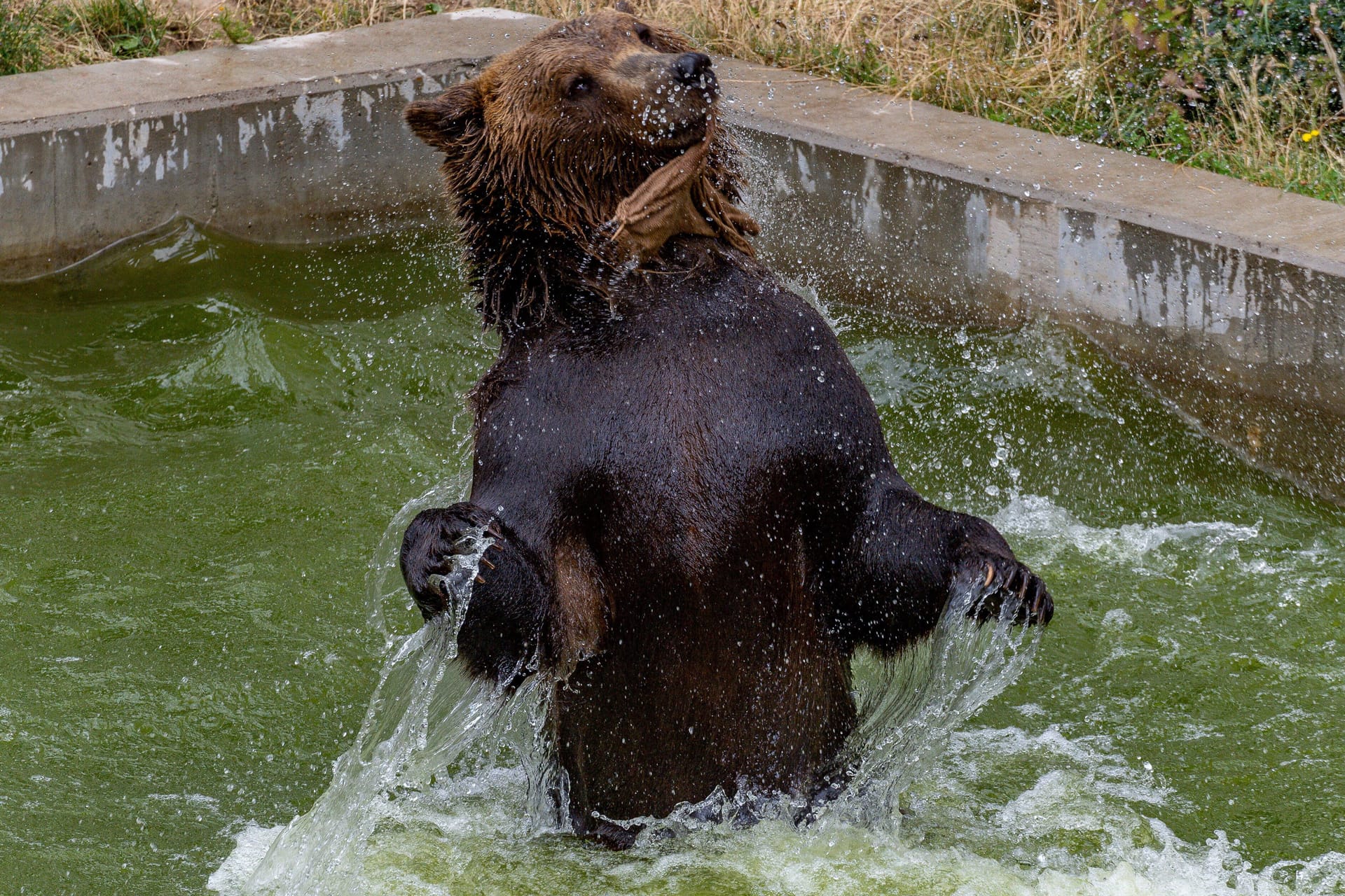 Bär Benno im Wildpark Gangelt (Archivbild): Der Wildpark hat eine lange Bärentradition.