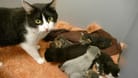 Katzen-Ziehmama Andrea hat die drei Waisenkitten adoptiert.