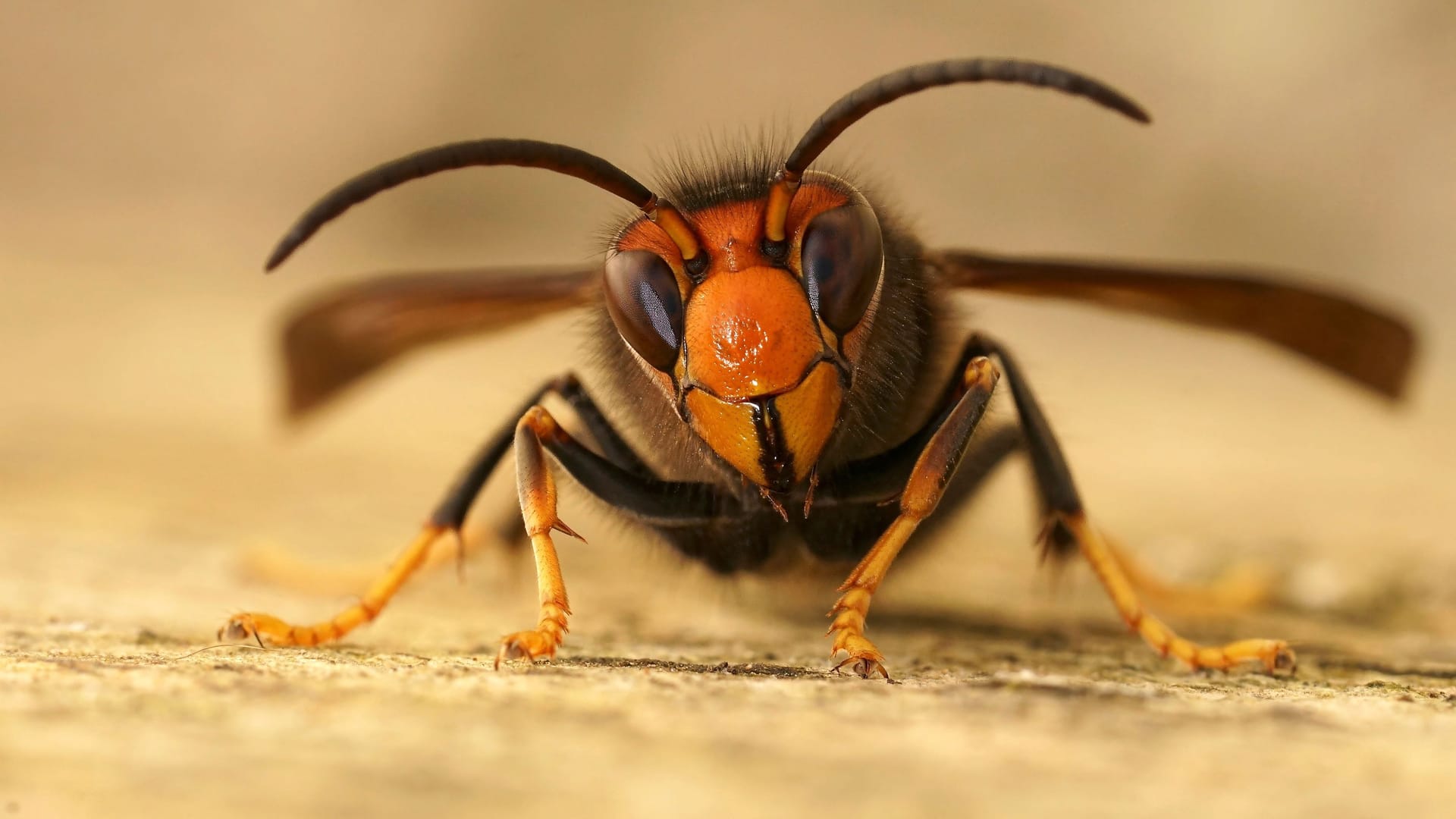 Eine Asiatische Hornisse (Symbolbild): Nach der Sichtung des Insekts in Bremen sind auch Experten in Berlin besorgt.