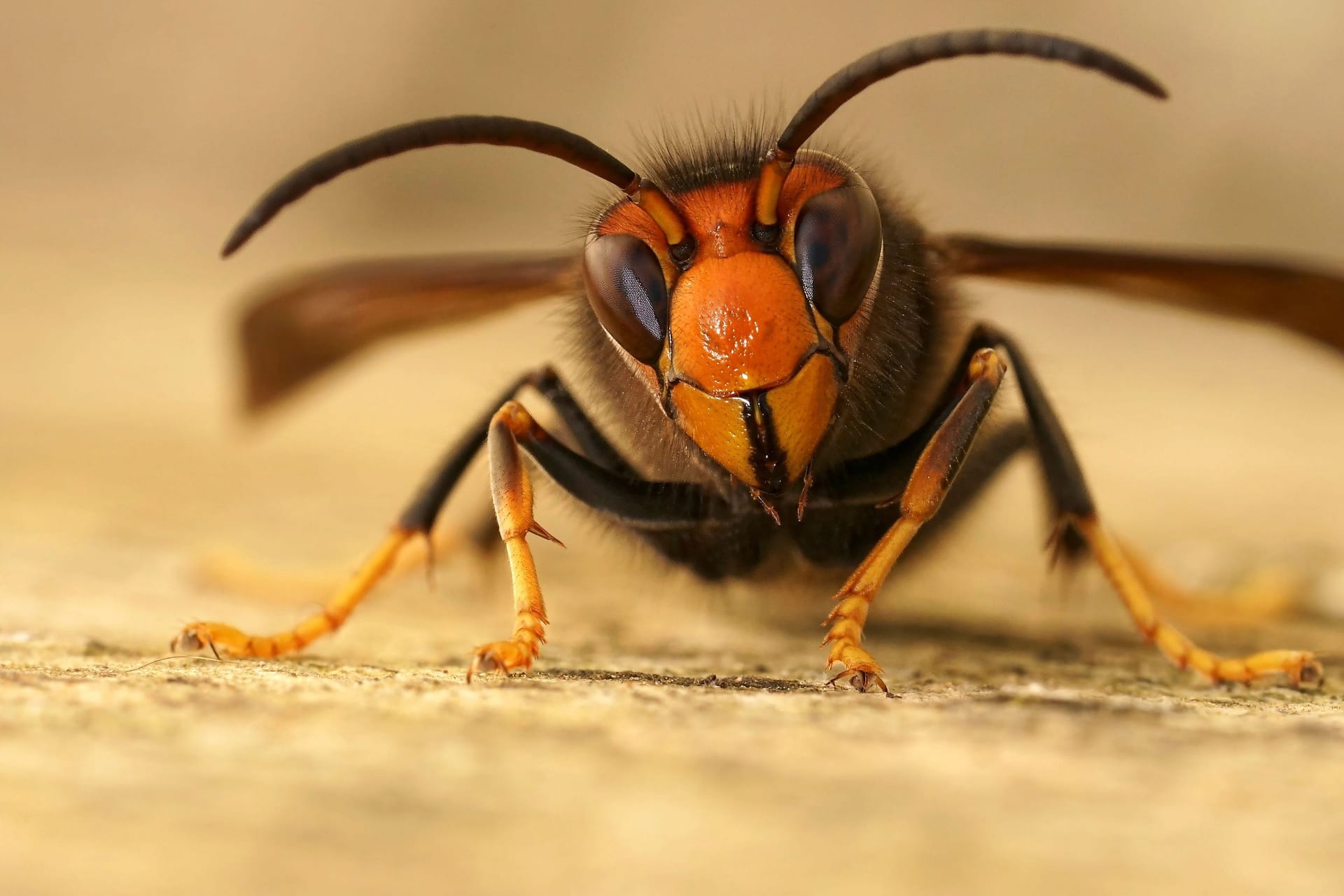 Eine Asiatische Hornisse (Symbolbild): Nach der Sichtung des Insekts in Bremen sind auch Experten in Berlin besorgt.