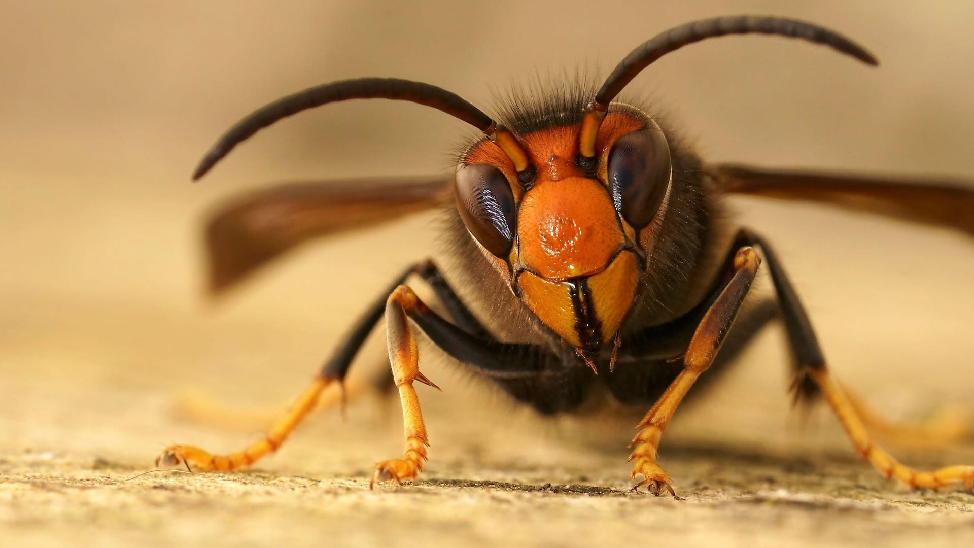 Eine Asiatische Hornisse (Symbolbild): Nach der Sichtung des Insekts in Bremen sind auch Experten in Berlin besorgt.