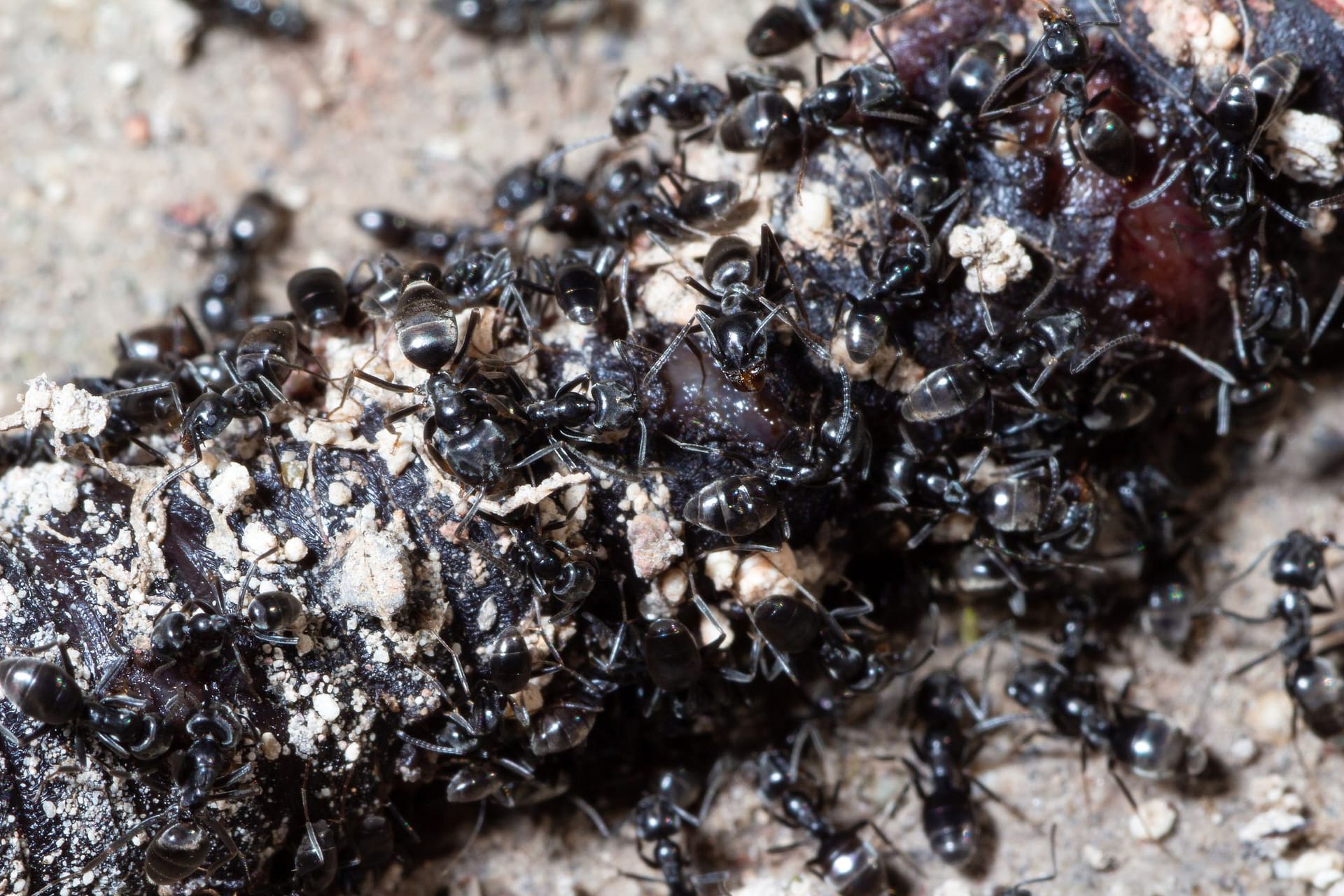 Tapinoma magnum attackiert einen Regenwurm: Das Insekt bevorzugt proteinreiche Kost.