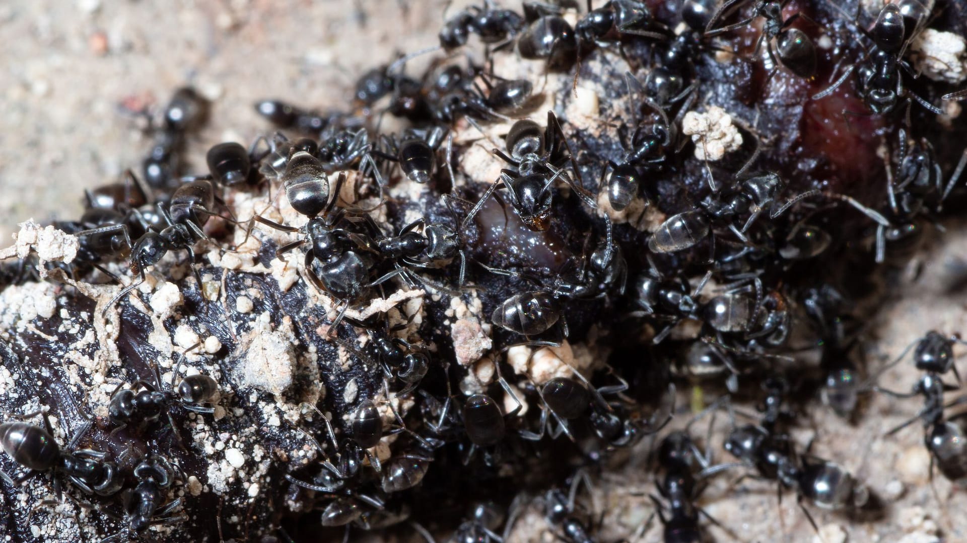 Tapinoma magnum attackiert einen Regenwurm: Das Insekt bevorzugt proteinreiche Kost.