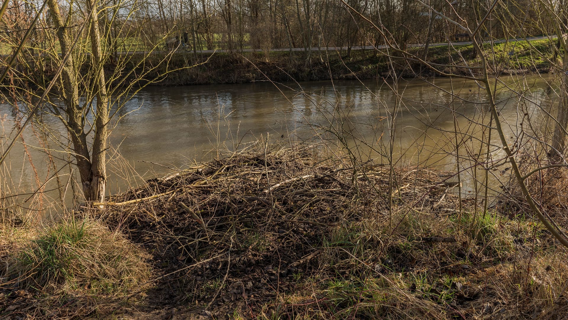 Large dam of the Eurasian beaver on the Nidda river, Frankfurt, Germany