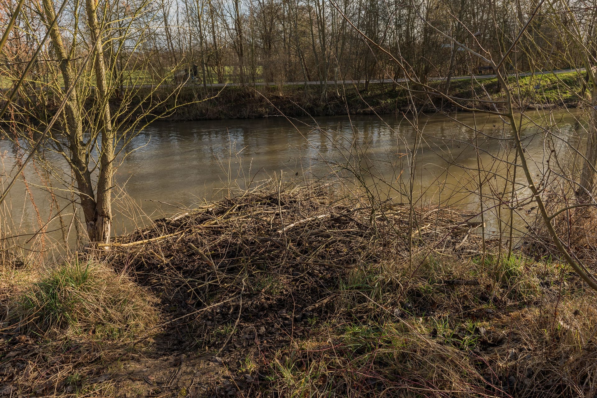 Large dam of the Eurasian beaver on the Nidda river, Frankfurt, Germany