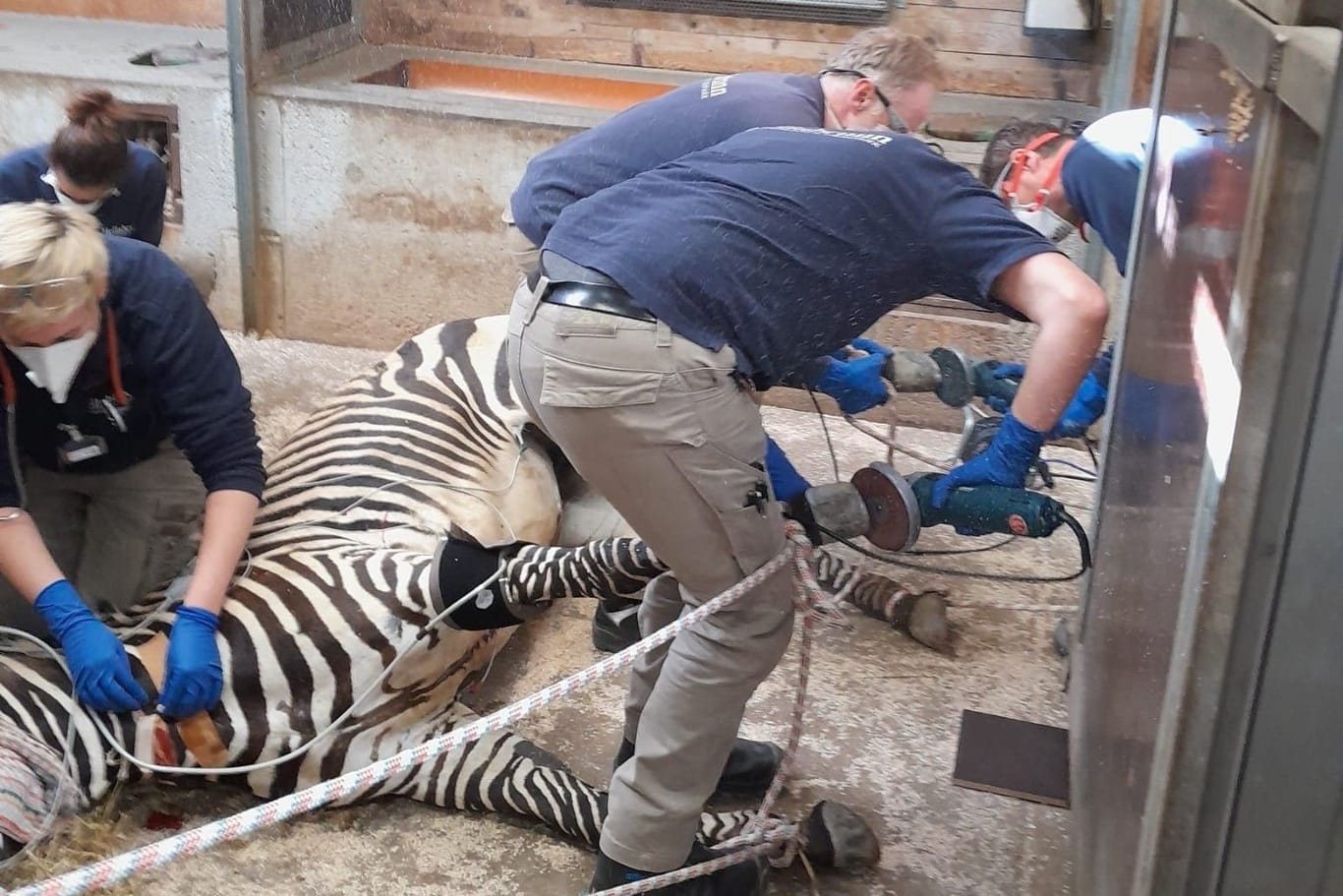 Tierpflege im Zoo: Zebras müssen zur Hufpflege in Narkose versetzt werden.
