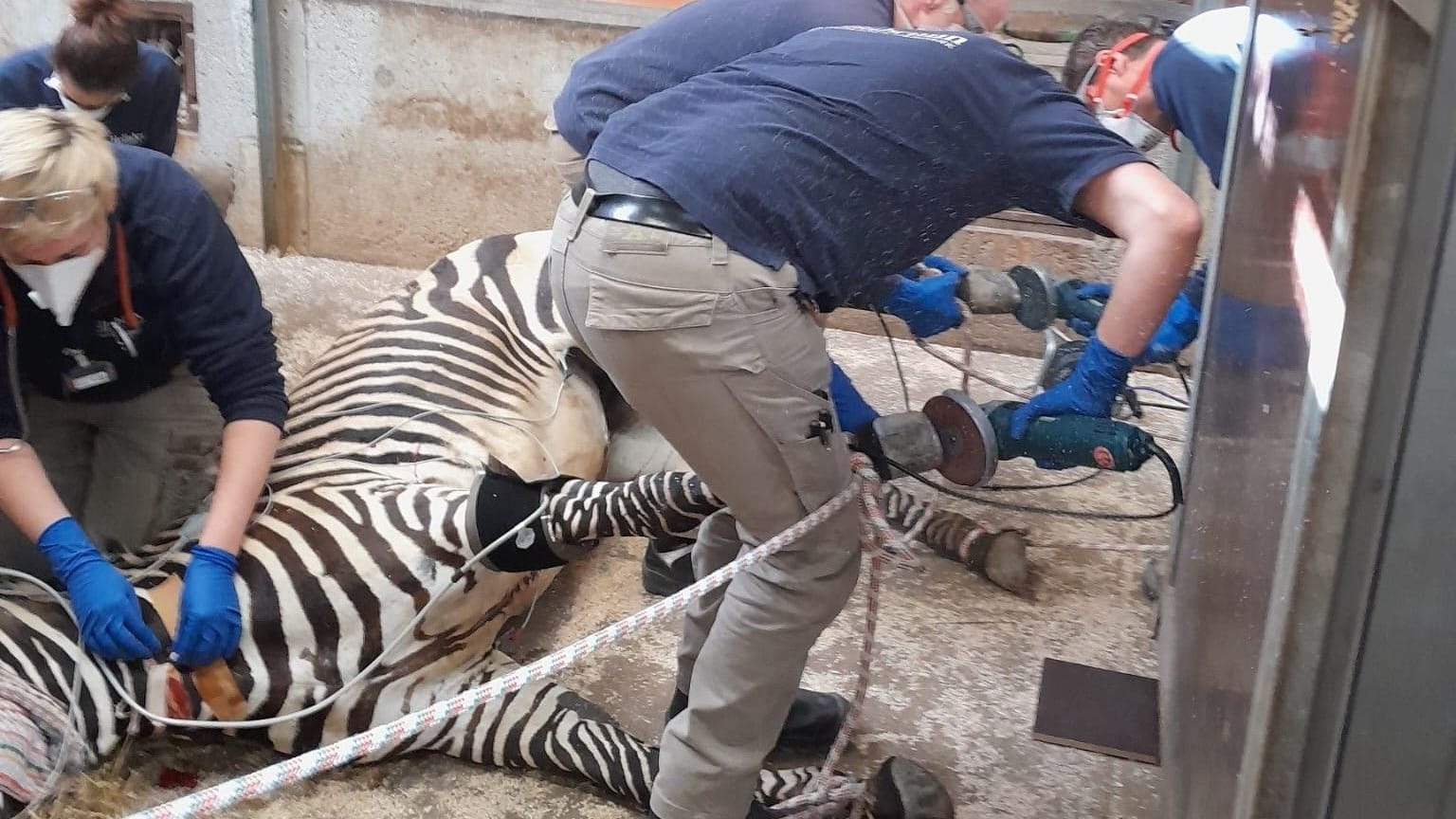 Tierpflege im Zoo: Zebras müssen zur Hufpflege in Narkose versetzt werden.