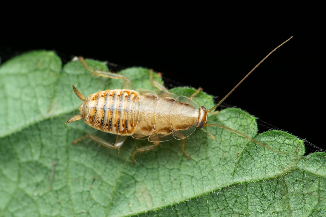 Nymph of cockroach, Satara, Maharashtra, India