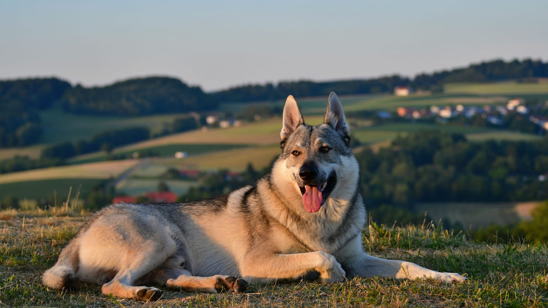 Ein Tschechoslowakischer Wolfshund (Symbolbild): "Tonka" steht ein Happy End bevor. Ein Tschechoslowakischer Wolfshund (Symbolbild): "Tonka" steht ein Happy End bevor.
