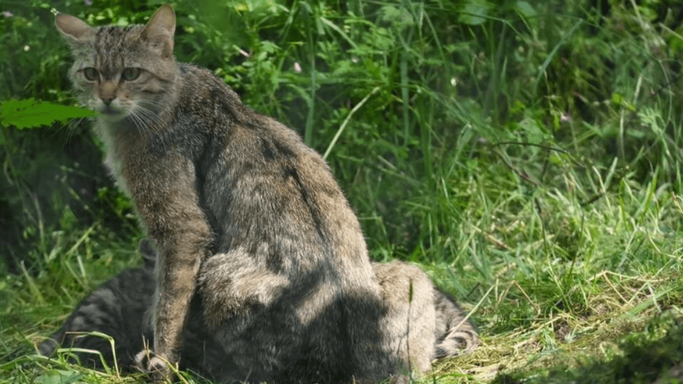 Nachwuchs in Hessen: Wildkatze mit ihren Jungen im Hanauer Wildpark Alte Fasanerie