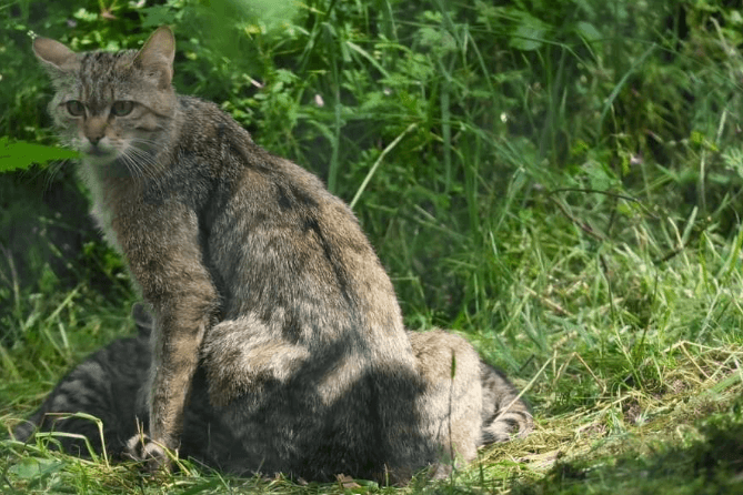 Nachwuchs in Hessen: Wildkatze mit ihren Jungen im Hanauer Wildpark Alte Fasanerie