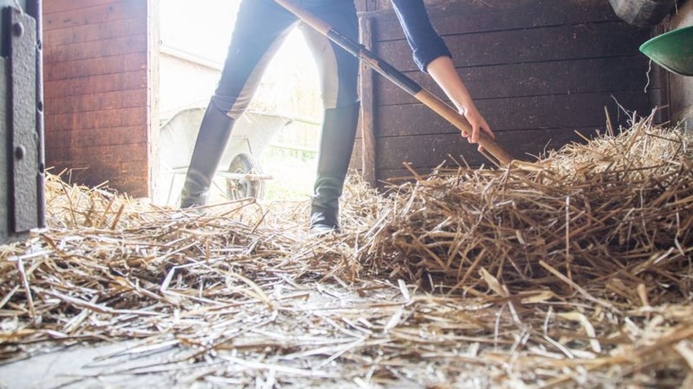 Stehen Pferde in einer schlecht gemisteten Box oder auf kleinen Weiden, ist ihre Wurmbelastung in der Regel hoch.