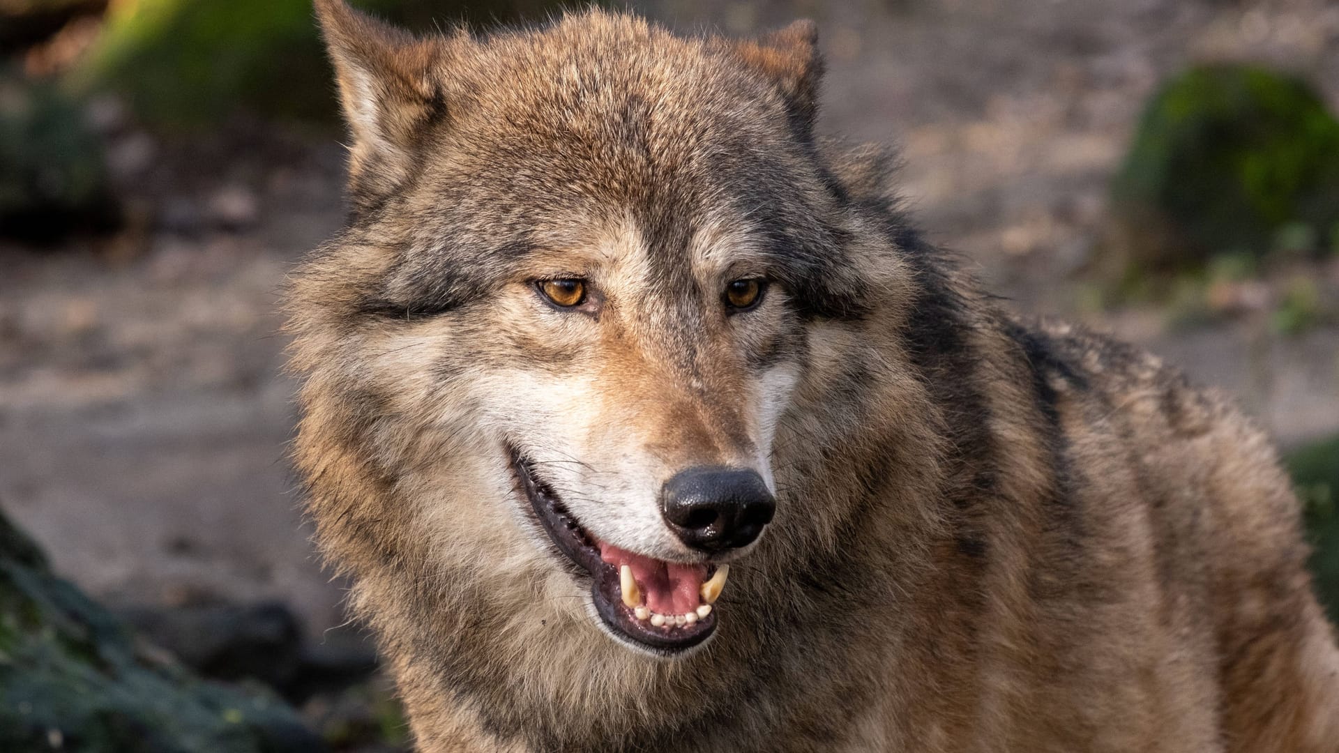 In Deutschland kehren Wölfe in alte Lebensräume zurück (Symbolfoto): Womöglich streunt ein Tier auch durch Bremen. In Deutschland kehren Wölfe in alte Lebensräume zurück (Symbolfoto): Womöglich streunt ein Tier auch durch Bremen.