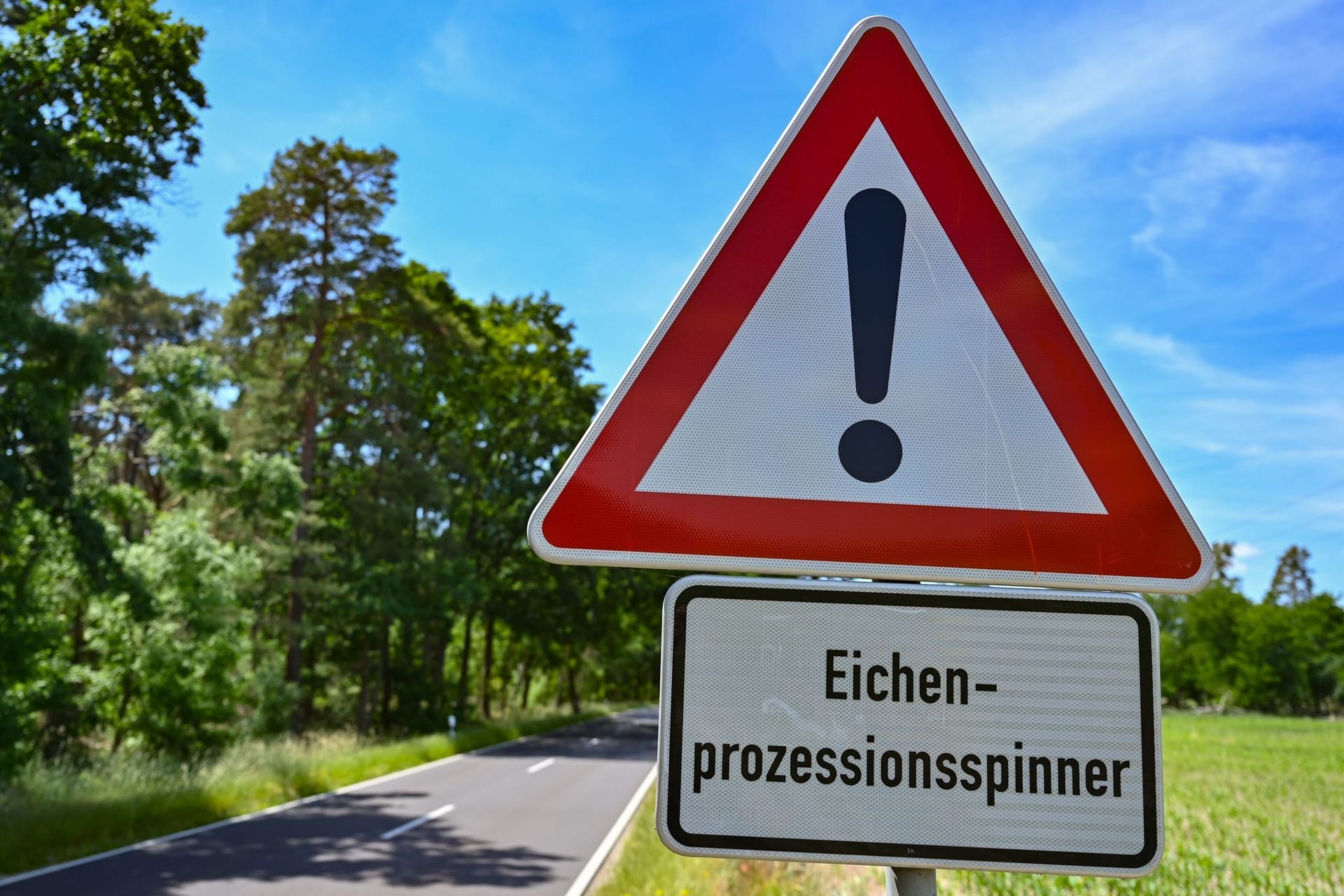 Warnung vor Eichenprozessionsspinner