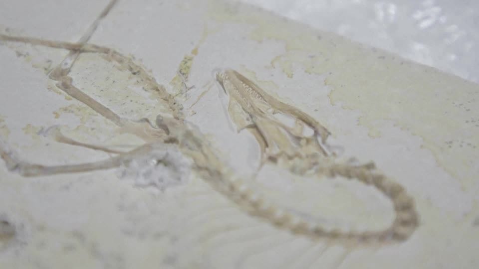 USA-FOSSILIEN/ARCHAEOPTERYX