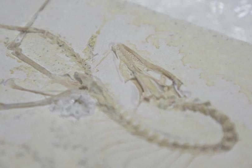 USA-FOSSILIEN/ARCHAEOPTERYX