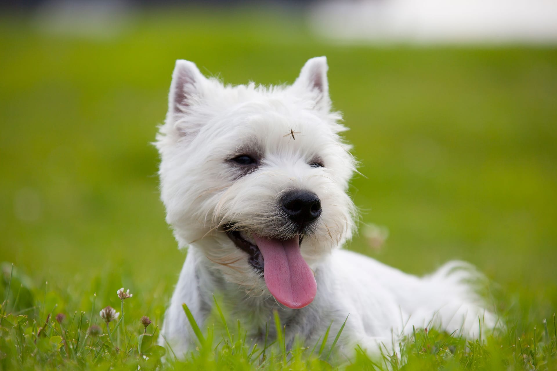 West Highland White Terrier puppy