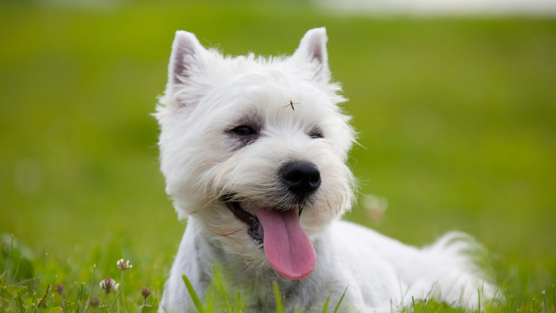 West Highland White Terrier puppy