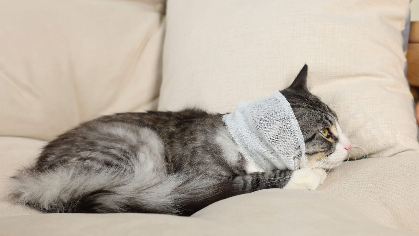Cute cat with ear wrapped in medical bandage on sofa indoors