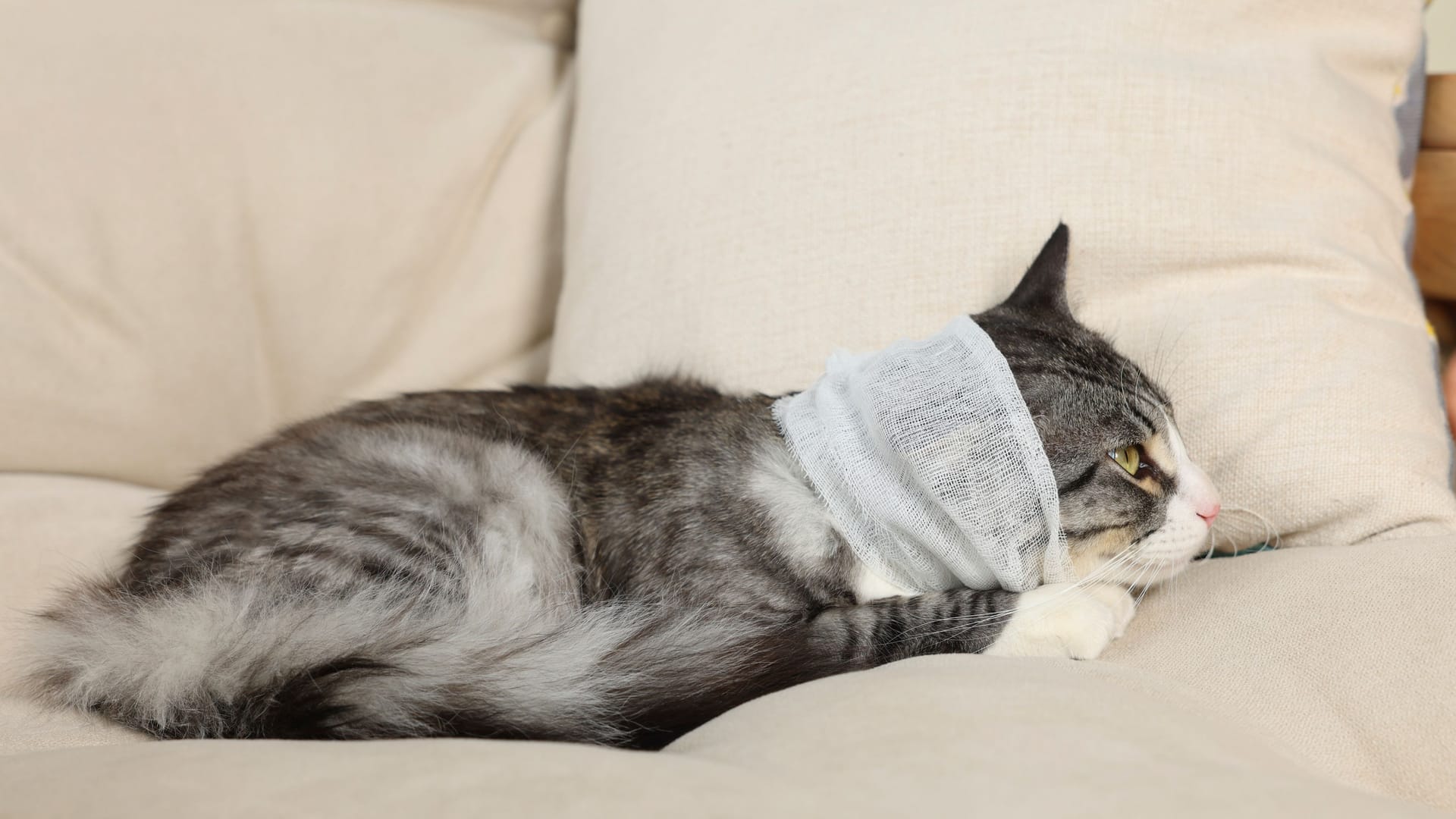 Cute cat with ear wrapped in medical bandage on sofa indoors Cute cat with ear wrapped in medical bandage on sofa indoors