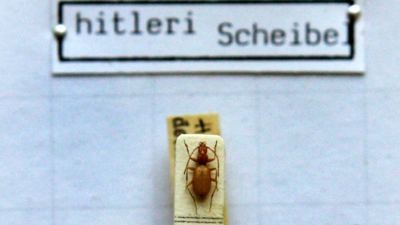«Hitler-Käfer» unter einem Mikroskop in der Zoologischen Staatssammlung in München. Straßen werden umbenannt, Denkmäler entfernt und Bücher umformuliert.