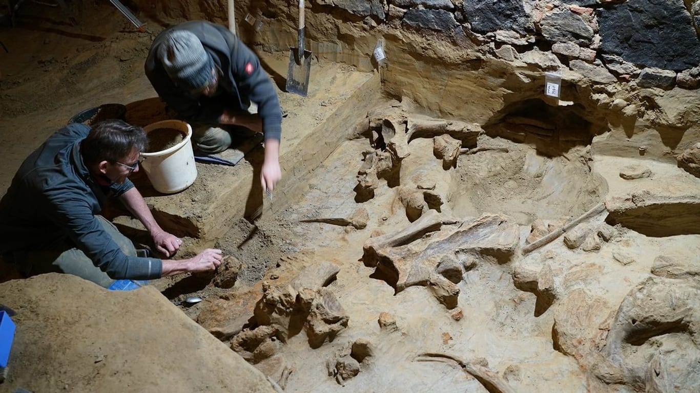 Forscher des Österreichisches Archäologisches Institut im Weinkeller: War er eine Mammut-Falle?