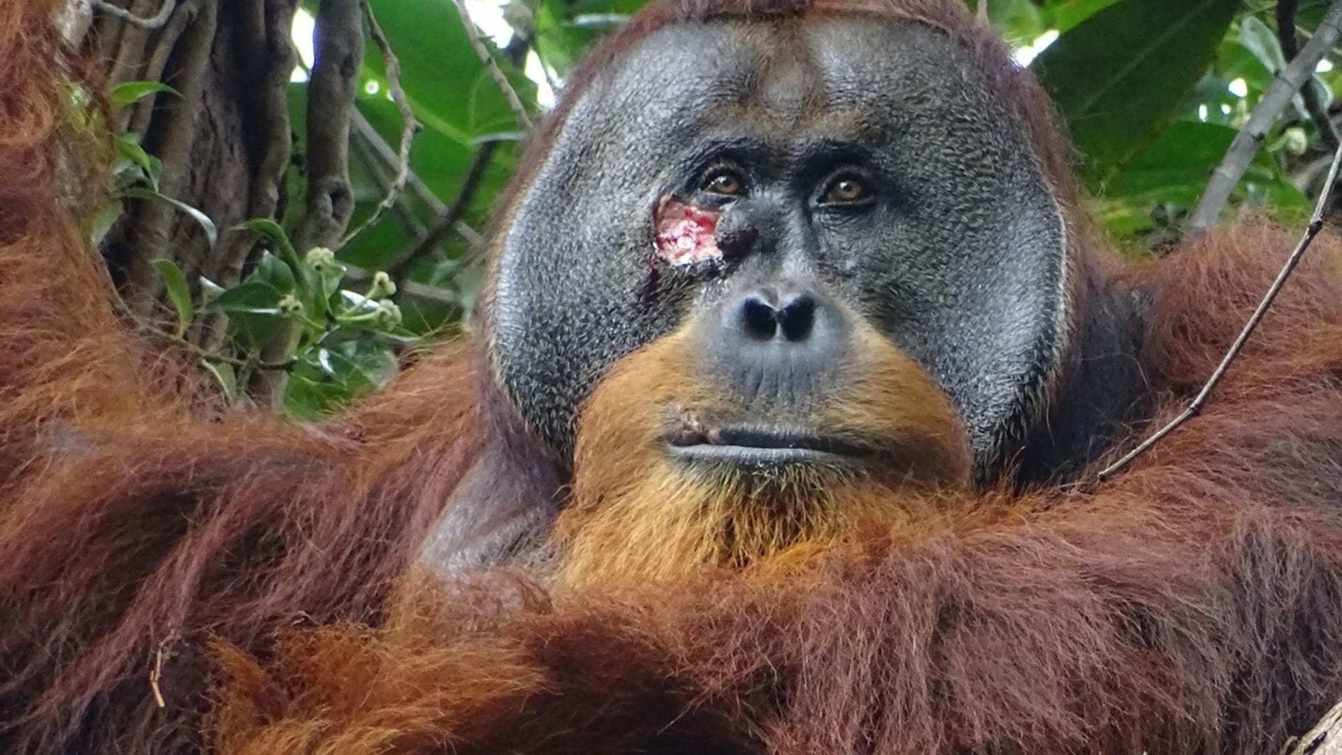 Ein Blick auf die Wunde Wunde im Gesicht des Orang Utan-Männchens Rakus im Urwald von Suaq Balimbing.