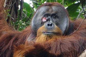 Ein Blick auf die Wunde Wunde im Gesicht des Orang Utan-Männchens Rakus im Urwald von Suaq Balimbing.