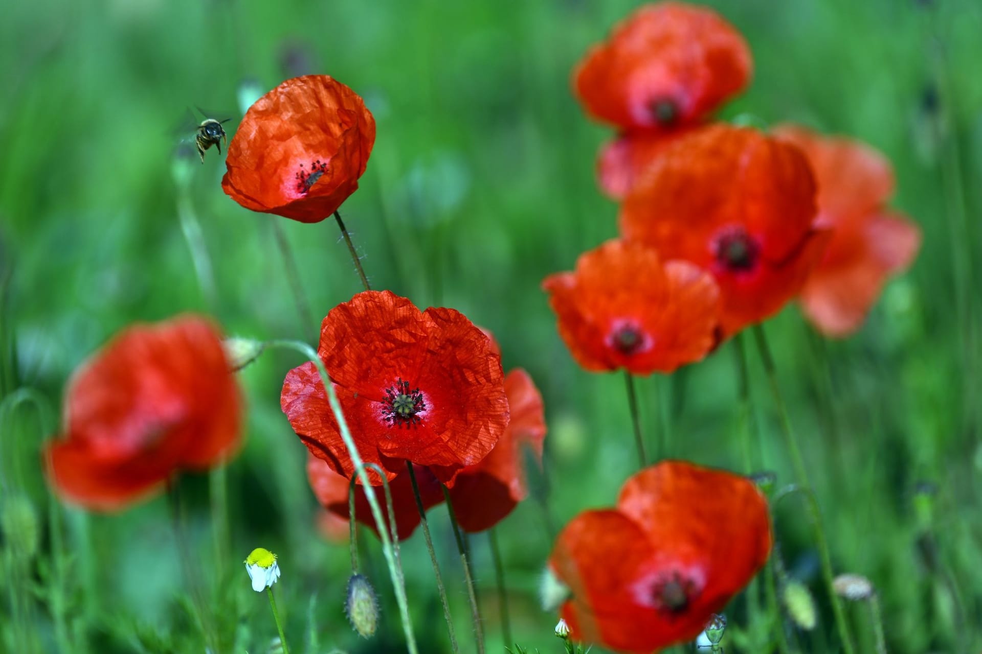 Mohnblumen am Straßenrand