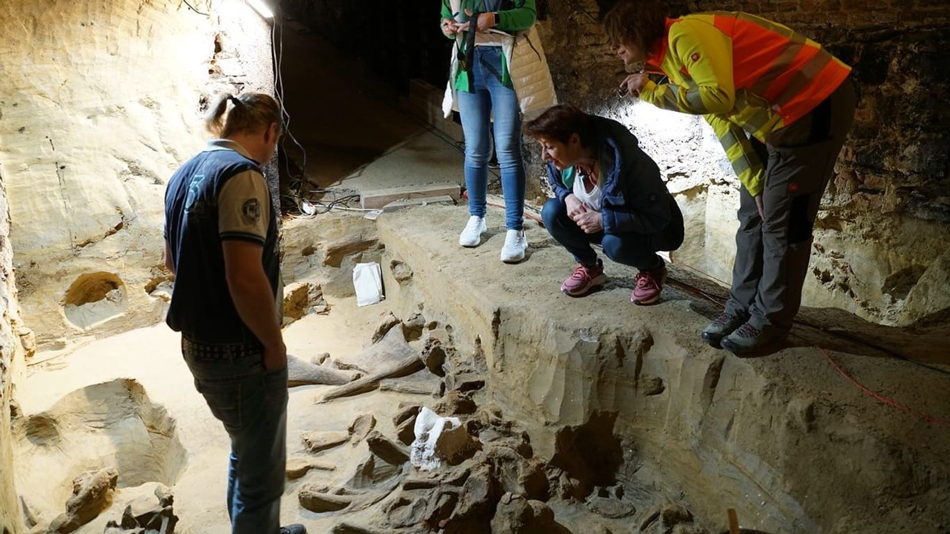 Die Archäologin und ihr Team untersuchen den Keller, in dem die Mammut-Knochen gefunden wurden.