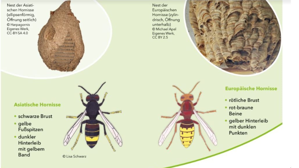 Schema zeigt, wie man eine Asiatische Hornisse von einer heimischen unterscheiden kann.