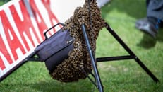 Bienen-Invasion im Stuttgarter Stadion