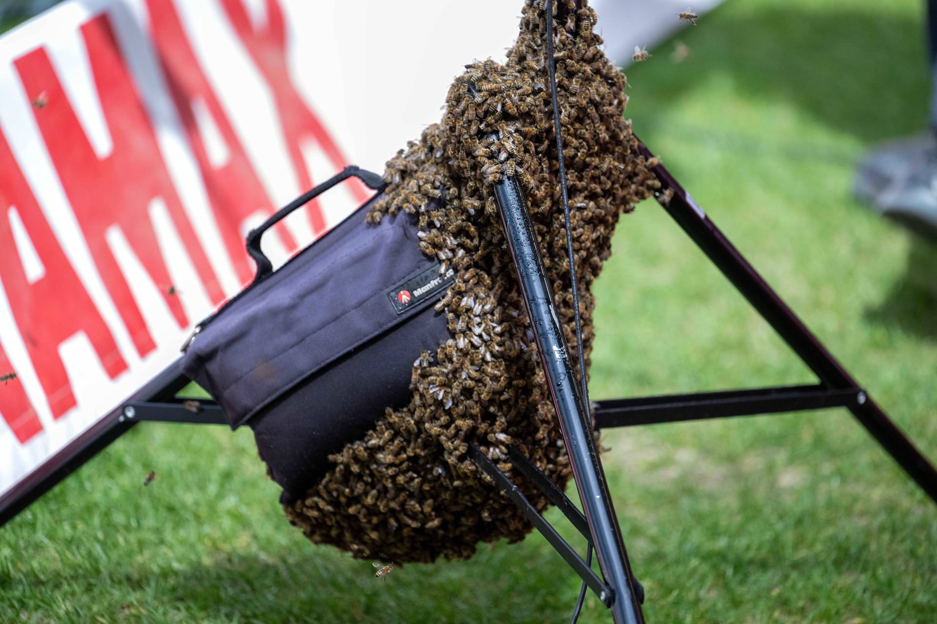 Ein Bienenschwarm hat sich auf der Hintertorkamera Platz gemacht.