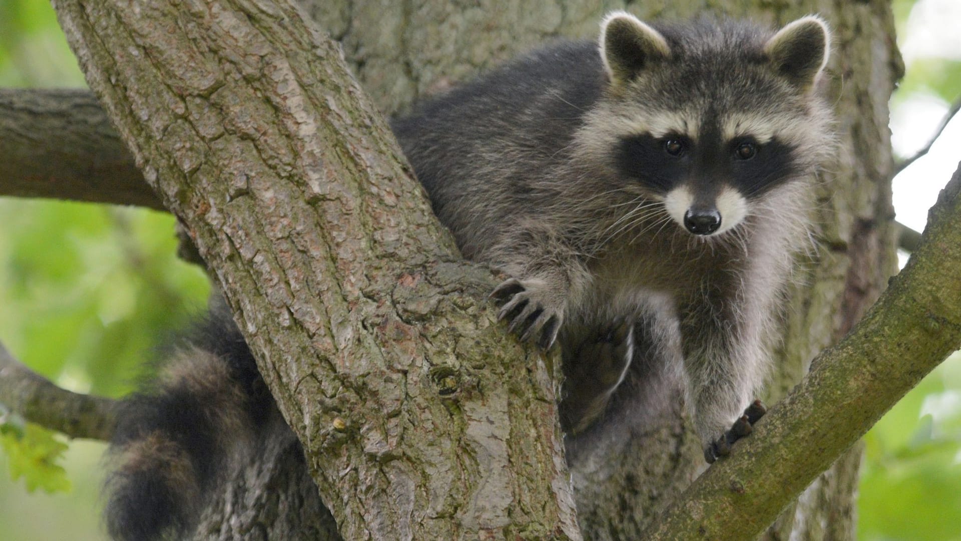 Waschbär