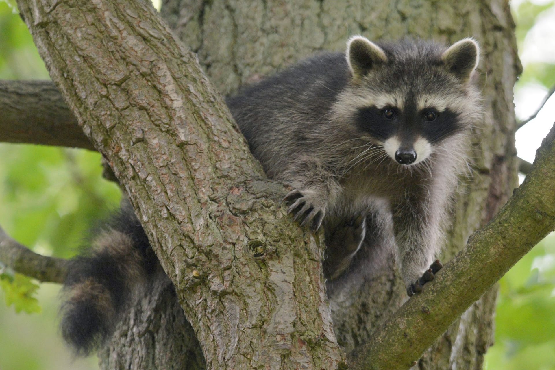 Waschbär