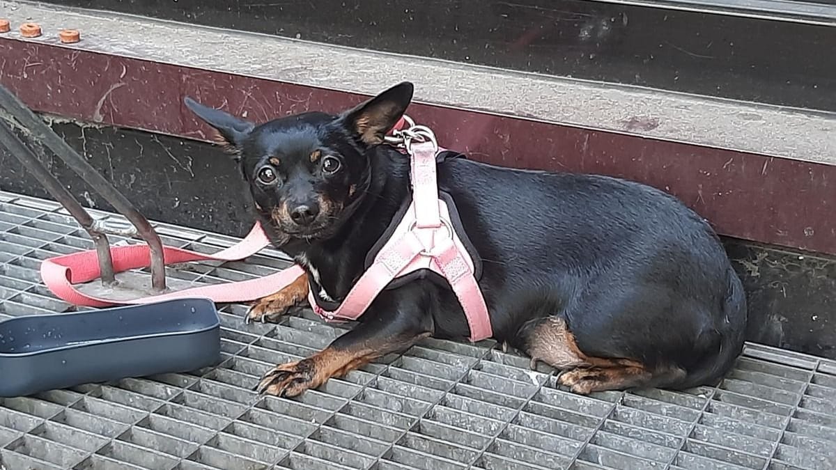 Der kleine, angebundene Vierbeiner: Beim Annähern reagierte der Hund aggressiv.