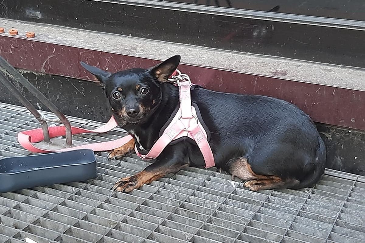 Der kleine, angebundene Vierbeiner: Beim Annähern reagierte der Hund aggressiv.