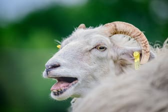 Ein Schaf (Symbolbild): In Österreich wollte sich ein Mann an einem der Tiere vergehen.
