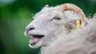 Ein Schaf (Symbolbild): In Österreich wollte sich ein Mann an einem der Tiere vergehen.