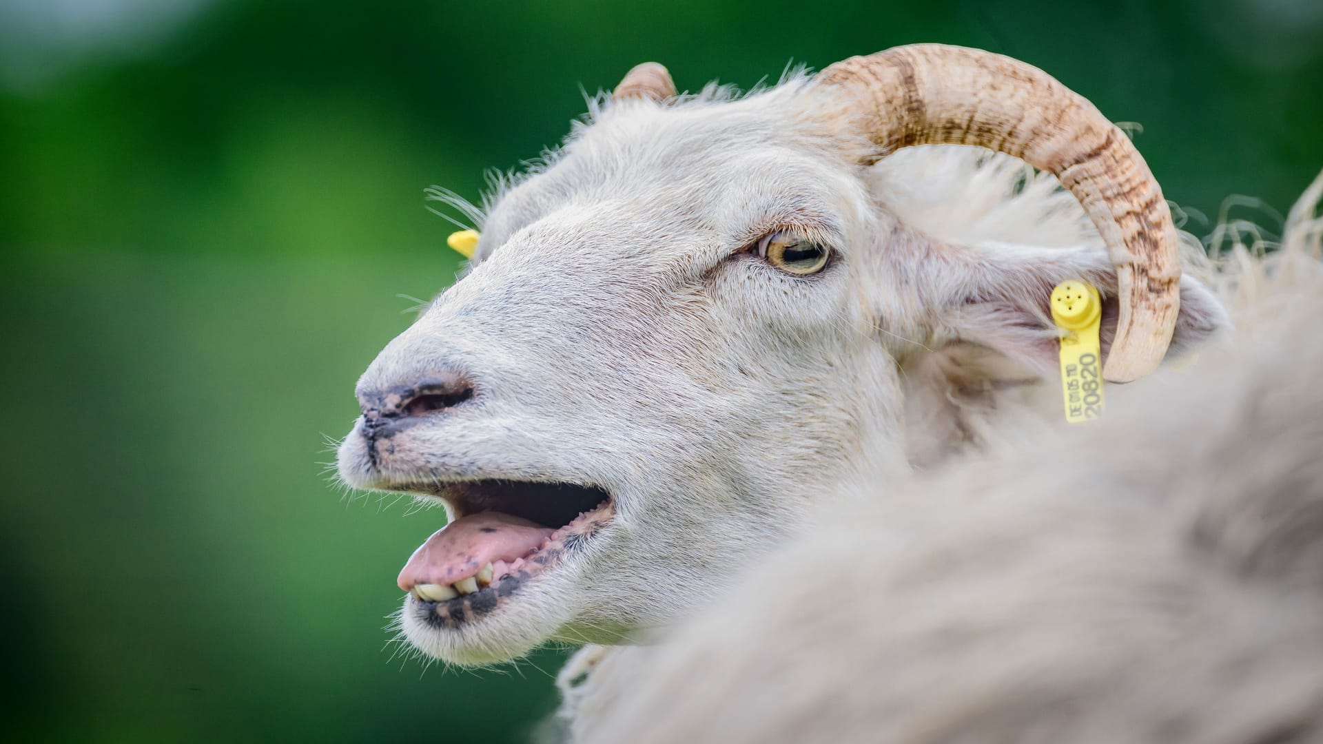 Ein Schaf (Symbolbild): In Österreich wollte sich ein Mann an einem der Tiere vergehen.