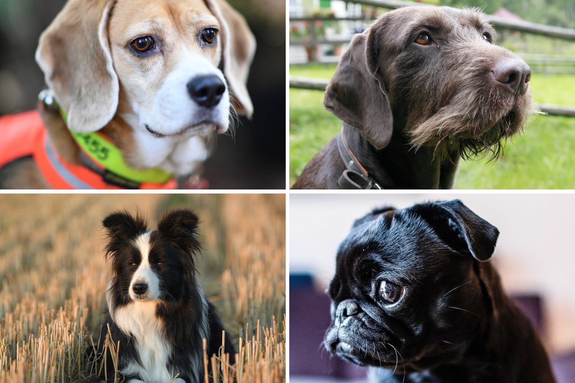 Riechen Hunde eigentlich alle gleich gut?