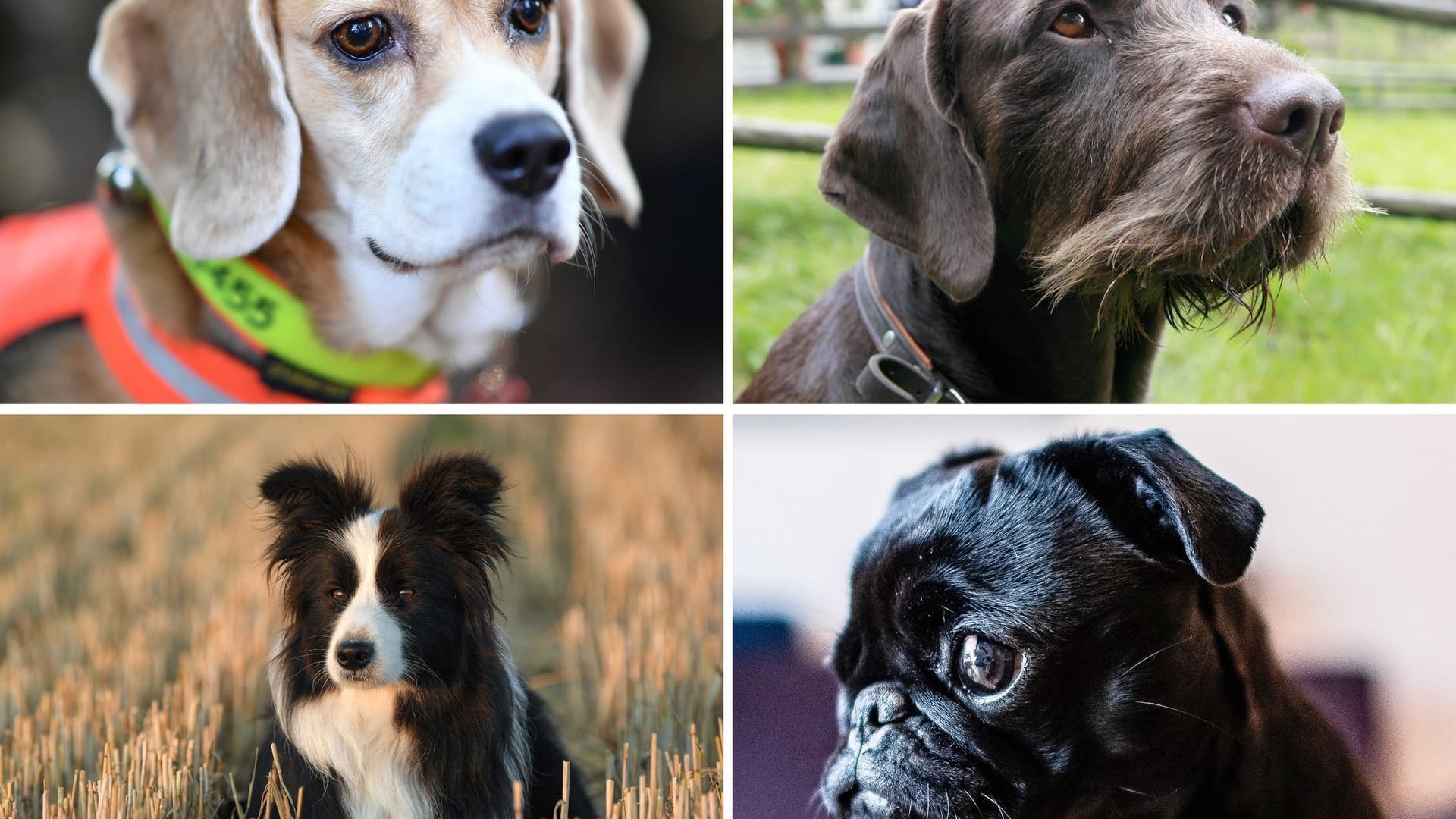 Riechen Hunde eigentlich alle gleich gut? Riechen Hunde eigentlich alle gleich gut?