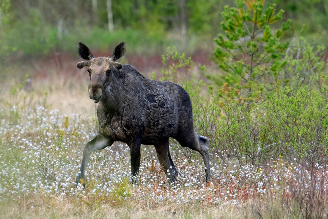 Ein junger Elch: In Kanada und Skandinavien sind die Tiere regelmäßig an Unfällen beteiligt.