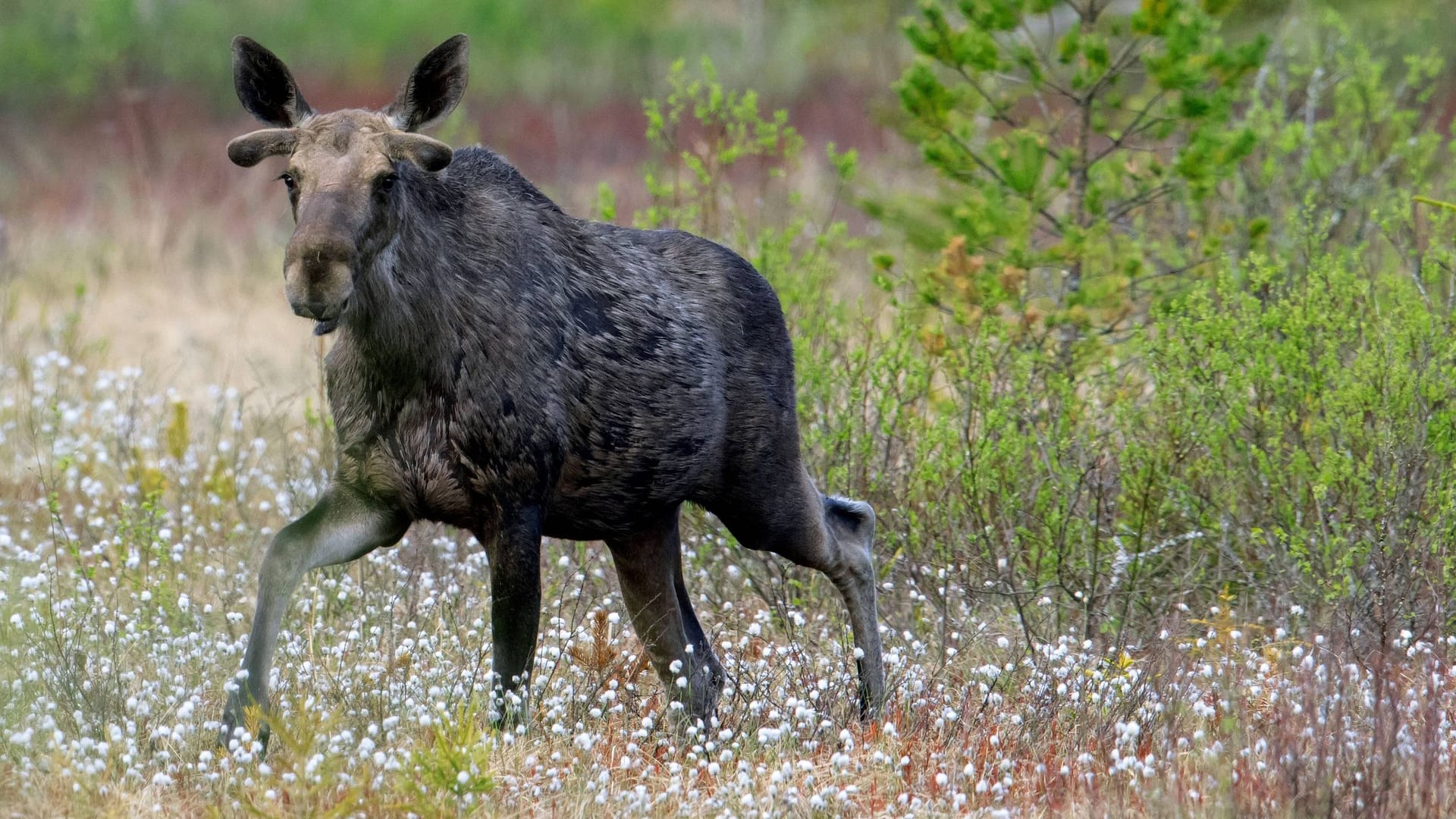 Ein junger Elch: In Kanada und Skandinavien sind die Tiere regelmäßig an Unfällen beteiligt.