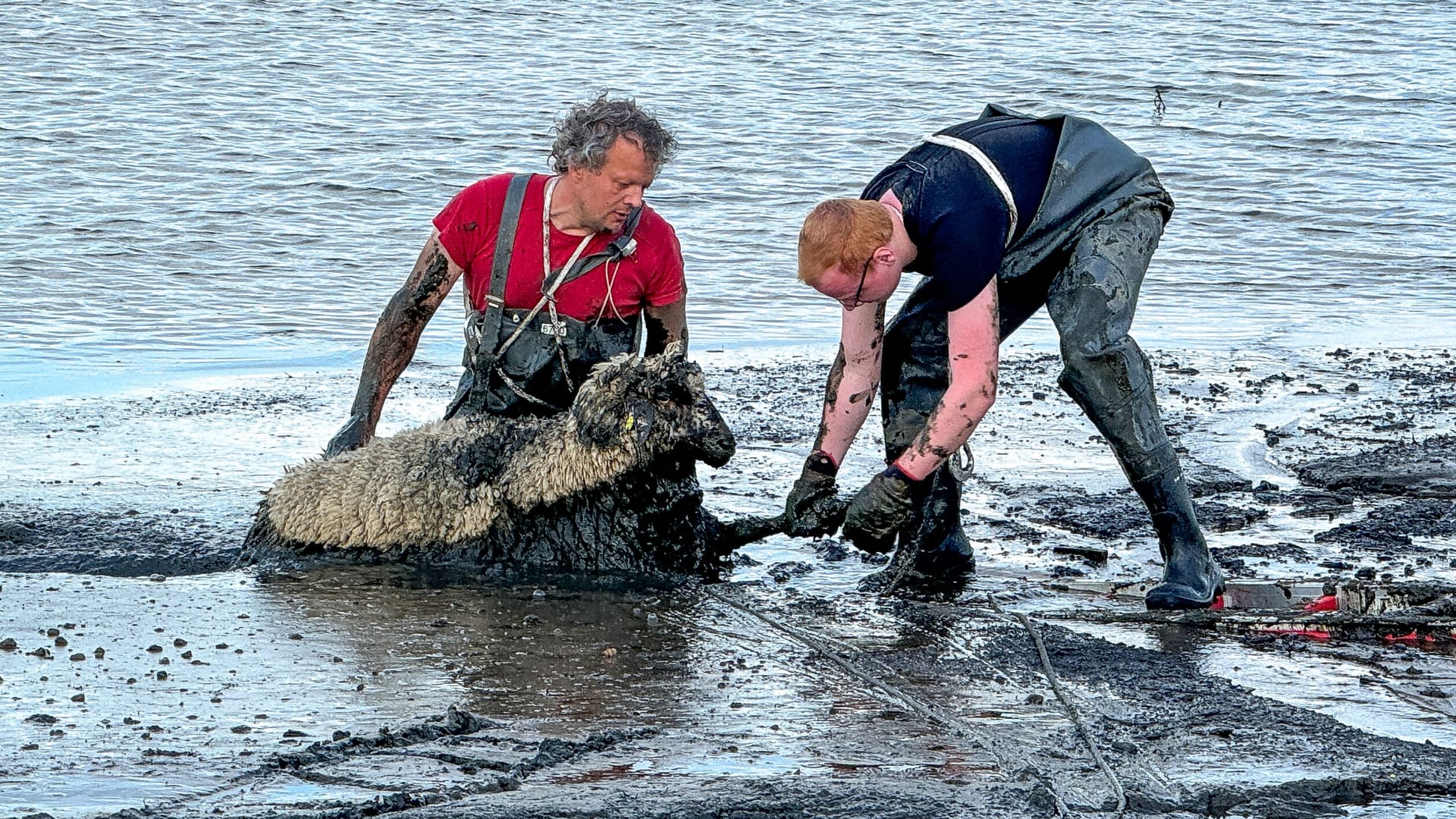 Rettungseinsatz bei Rosenweide an der Elbe: Alle Tiere konnten gerettet werden. Rettungseinsatz bei Rosenweide an der Elbe: Alle Tiere konnten gerettet werden.