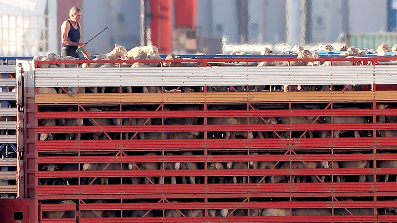 Quälende Transporte wie diese "gestapelten" Schafe im Hafen von Kuwait soll es aus Australien ab 2028 nicht mehr geben.