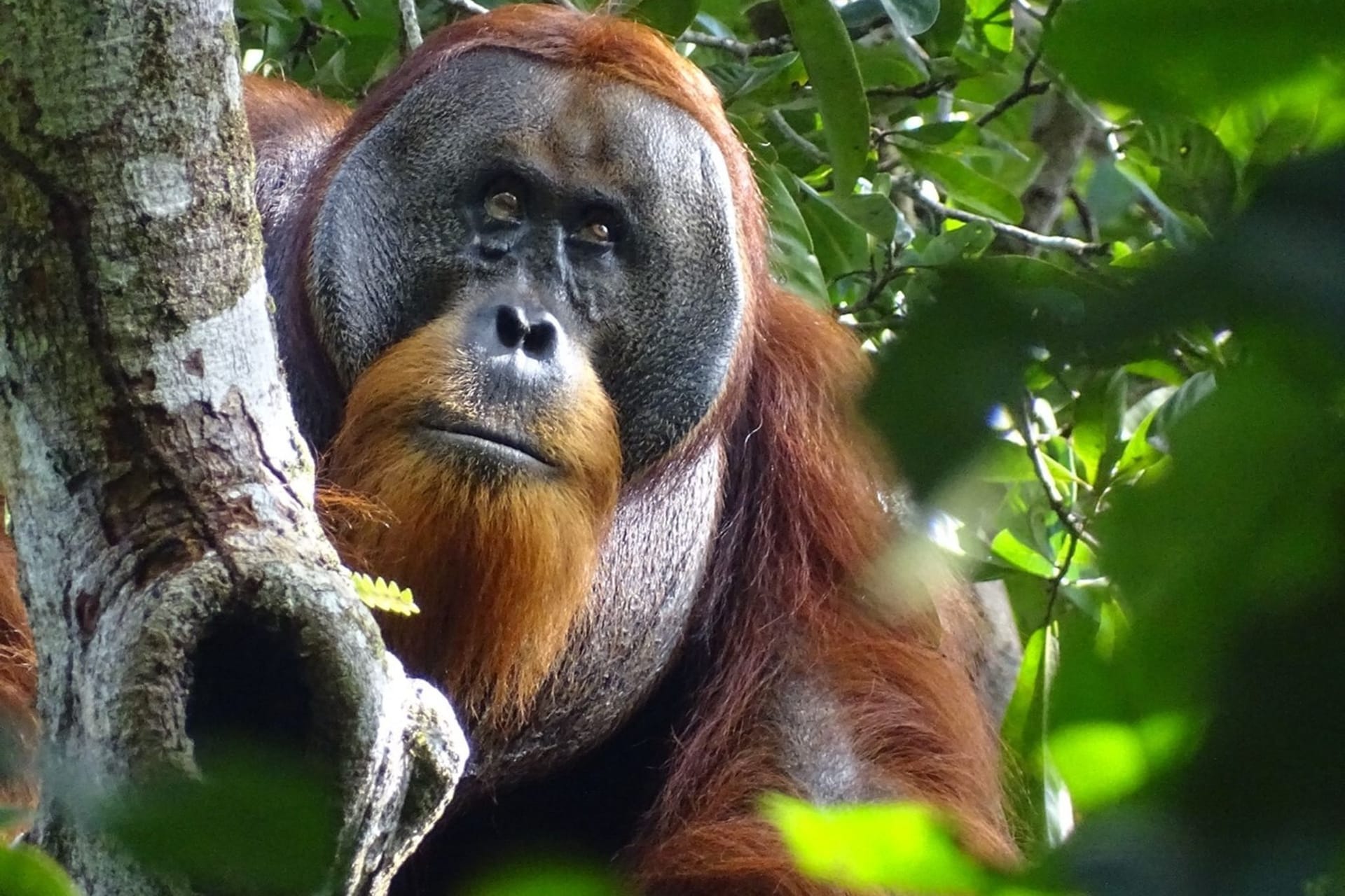 Orang-Utan